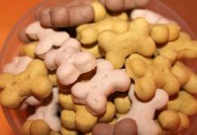 Claves para alimentar a tu perro de forma natural pienso natural para perros