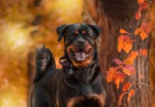 ¿Cuáles son las razas de perros más apreciadas en los hogares? rottweiler razas de perros mas comunes