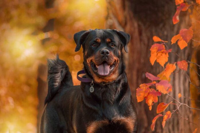 rottweiler razas de perros mas comunes