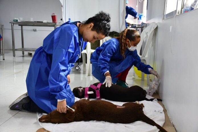 MÁS DE 150 ANIMALES DE COMPAÑÍA FUERON ESTERILIZADOS EN LA ISLA DE SAN ANDRÉS