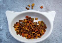 El mejor pienso hipoalergénico para gatos: Guía completa y recomendaciones El mejor pienso hipoalergénico para gatos: Guía completa y recomendaciones