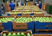 Aguacate Hass guatemalteco ya puede ser exportado hacia EE.UU. Aguacate Hass guatemalteco ya puede ser exportado hacia EE.UU.