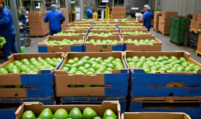 Aguacate Hass guatemalteco ya puede ser exportado hacia EE.UU.