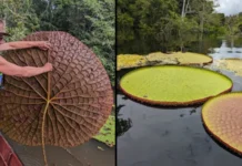 Hallazgo de la Victoria colombiana en el río Orinoco: la nueva especie de nenúfar gigante de Sudamérica
